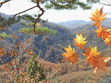 上期所原油原油期货夜盘收涨0.25%|界面新闻 · 快讯